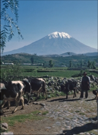 agriculture around Arequipa